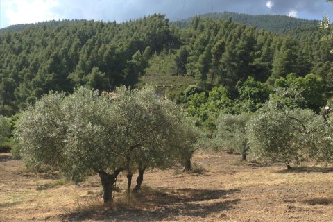 12100m² Land in Chalkidiki, Greece No. 60570 3