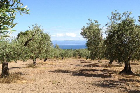 12100m² Land in Chalkidiki, Greece No. 60570 2