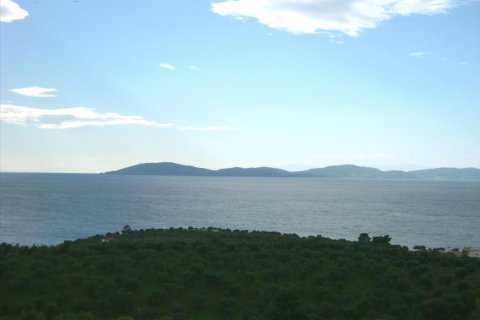 16728m² Land en Chalkidiki, Greece No. 60568 3