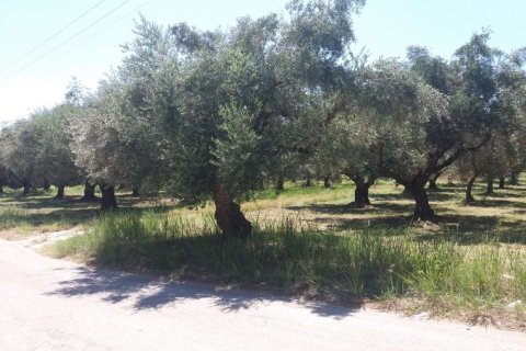 Land in Zakynthos, Greece No. 28082 13