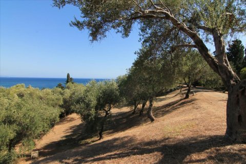 42000m² Land in Corfu, Greece No. 58537 3