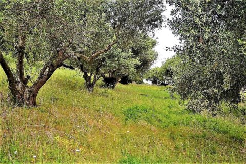 6200m² Land en Corfu, Greece No. 57372 9