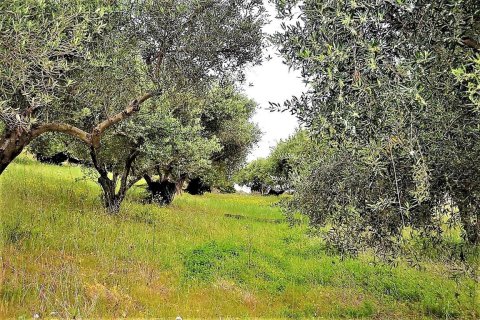 6200m² Land in Corfu, Greece No. 57372 10