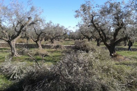 Land in Zakynthos, Greece No. 28055 4