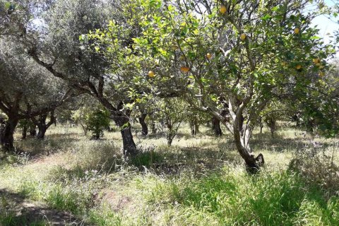 Land in Zakynthos, Greece No. 28057 10