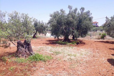 6400m² Land en Polygyros, Greece No. 57987 4