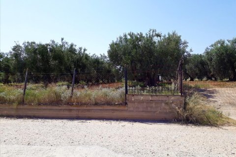 6400m² Land en Polygyros, Greece No. 57987 6