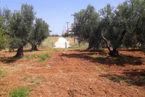 6400m² Land in Polygyros, Greece No. 57987 1