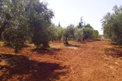 6400m² Land in Polygyros, Greece No. 57987 2