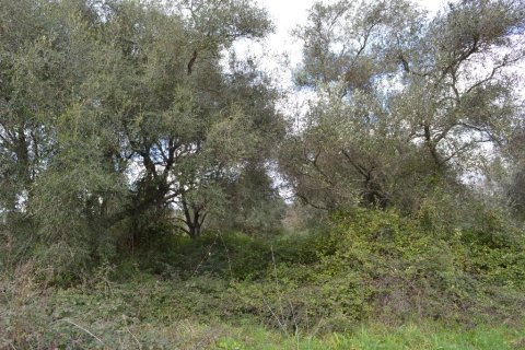 7500m² Land en Corfu, Greece No. 59884 5