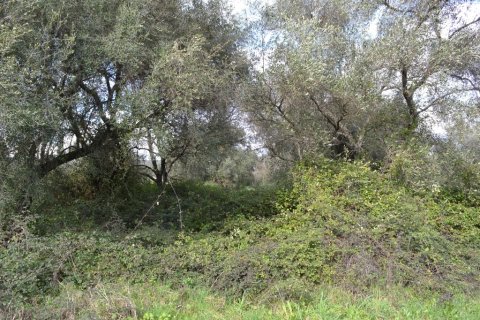 7500m² Land in Corfu, Greece No. 59884 3