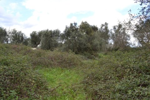 7500m² Land in Corfu, Greece No. 59884 7