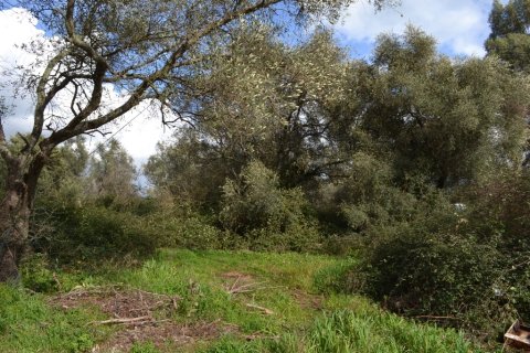 7500m² Land in Corfu, Greece No. 59884 2