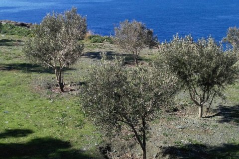 27000m² Land in Andros, Greece No. 57641 12