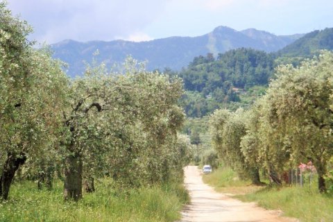 1000m² Land à Thasos, Greece No. 58191 2