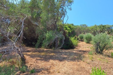 12000m² Land in Corfu, Greece No. 54187 9