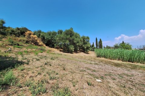 12000m² Land in Corfu, Greece No. 54187 8