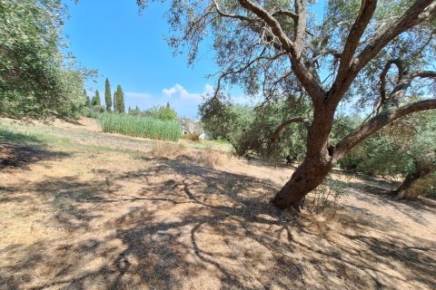 12000m² Land en Corfu, Greece No. 54187 11