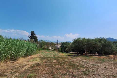 12000m² Land en Corfu, Greece No. 54187 5