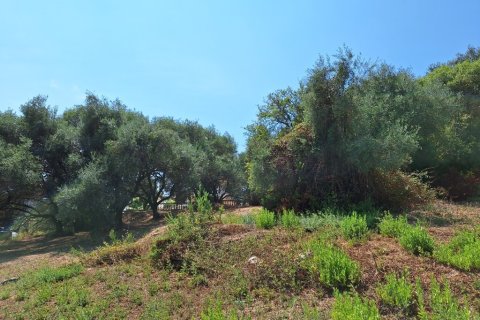 12000m² Land en Corfu, Greece No. 54187 12