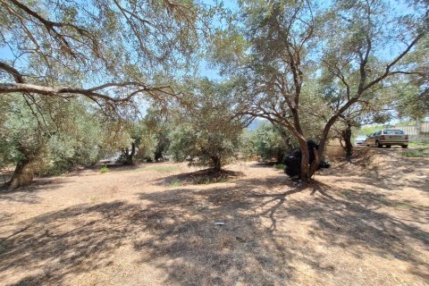 12000m² Land in Corfu, Greece No. 54187 13