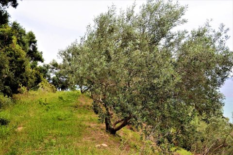 5000m² Land in Corfu, Greece No. 57373 5