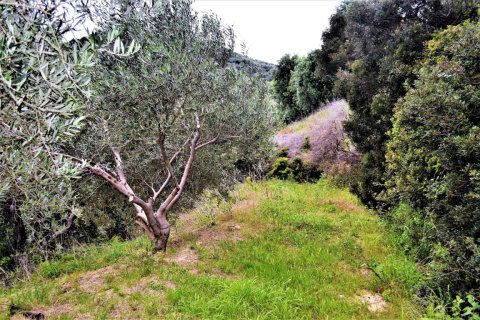 5000m² Land en Corfu, Greece No. 57373 4