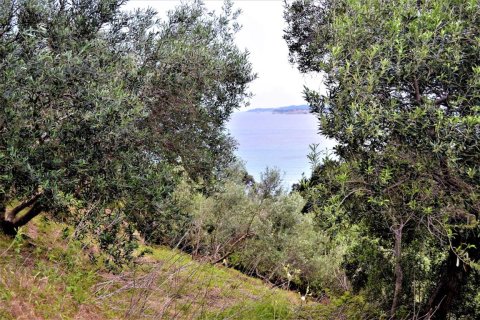 5000m² Land in Corfu, Greece No. 57373 3