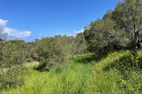 9150m² Land in Corfu, Greece No. 57908 15