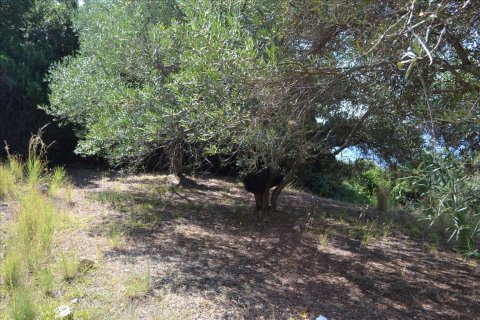 9150m² Land à Corfu, Greece No. 57908 11