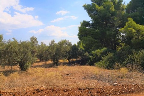 15120m² Land in Polygyros, Greece No. 57911 1