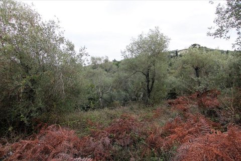 5500m² Land in Corfu, Greece No. 57763 4