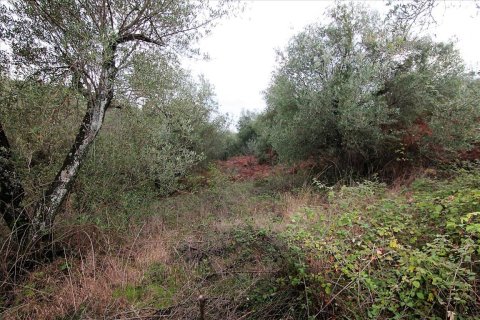 5500m² Land en Corfu, Greece No. 57763 3