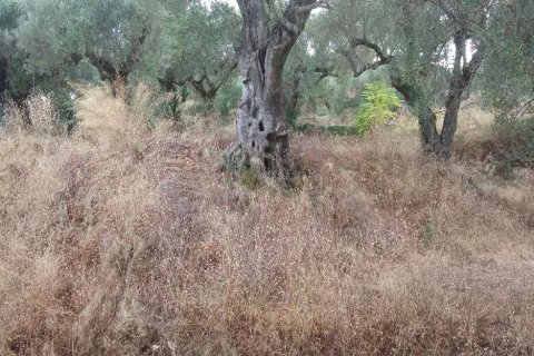 Land à Zakynthos, Greece No. 24596 13