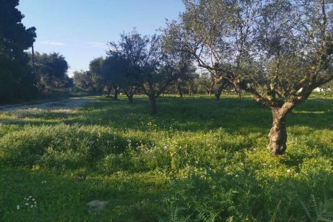 Land in Zakynthos, Greece No. 24598 5