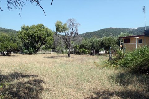 2700m² Land à Chalkidiki, Greece No. 60213 4