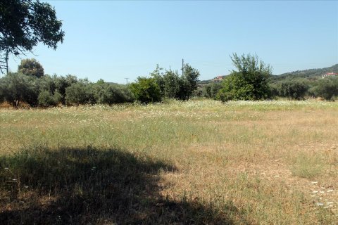 2700m² Land en Chalkidiki, Greece No. 60213 6