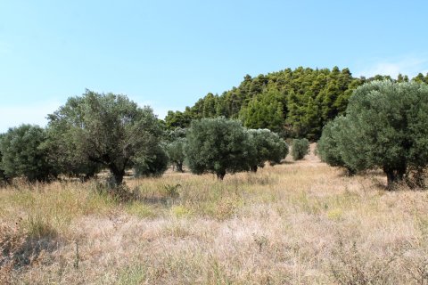 5000m² Land en Chalkidiki, Greece No. 59036 3