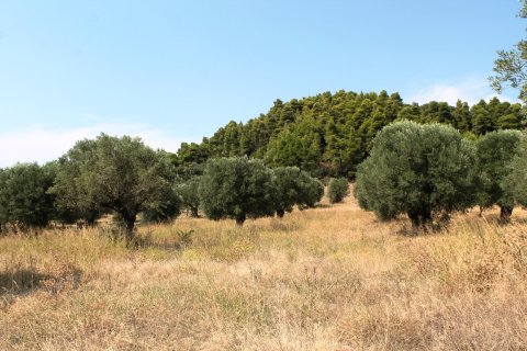 5000m² Land en Chalkidiki, Greece No. 59036 1