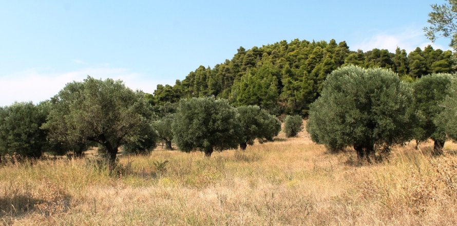 5000m² Land in Chalkidiki, Greece No. 59036