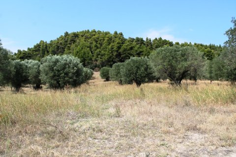 5000m² Land en Chalkidiki, Greece No. 59036 4