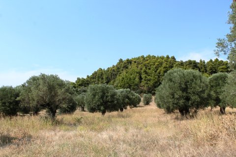 5000m² Land en Chalkidiki, Greece No. 59036 2