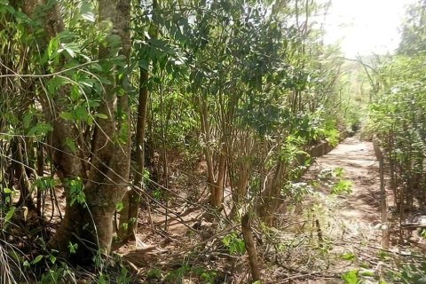 1432m² Land in Saint Joseph, Dominica No. 66291 6