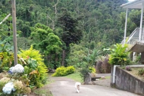 3 chambres Castles à Riviere Cyrique, Dominica No. 66288 21