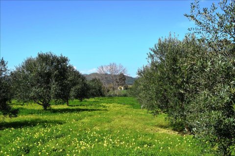 11000m² Land in Chania, Greece No. 58267 4