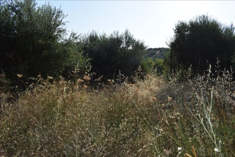 8500m² Land in Rethymno, Greece No. 58542 3