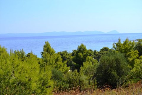 15500m² Land en Chalkidiki, Greece No. 59446 12