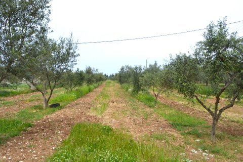 12000m² Land à Corfu, Greece No. 59762 4