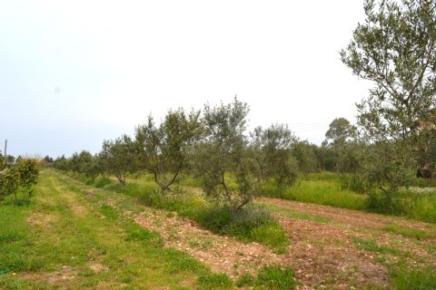 12000m² Land en Corfu, Greece No. 59762 5