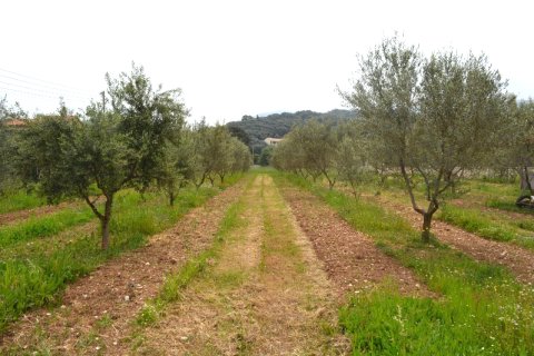 12000m² Land en Corfu, Greece No. 59762 2